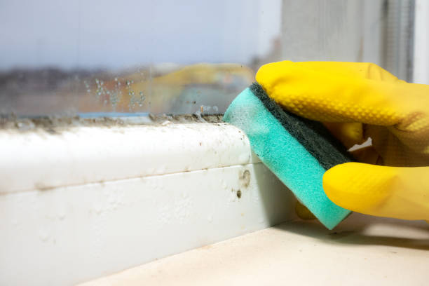 Why You Should Choose Our Mold Remediation Services in Wekiwa Springs, FL